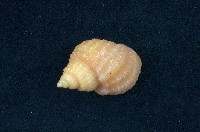 藏品(核螺)的圖片